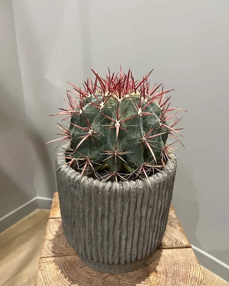 Réalisations, Ripoche Fleurs, fleuriste et décorateur floral à Beaupréau-en-Mauges